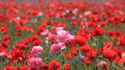 Poppies field summer natur 4k wallpaper