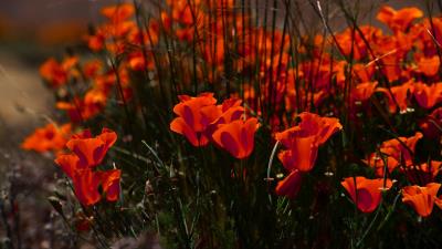 Poppies flowers grass field natur 4k wallpaper