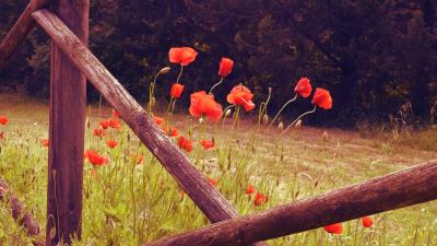 Poppies flowers red image 4k wallpaper