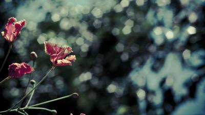 Poppies red flowers image 4k wallpaper