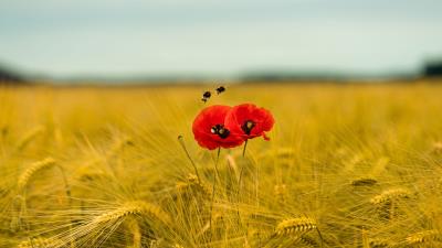 Poppies wildflowers bees 4k wallpaper