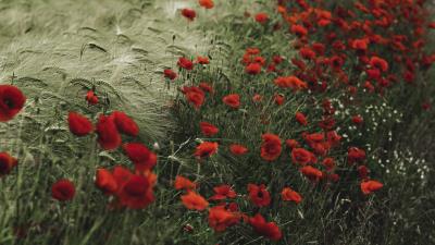 Poppies wildflowers flowers image 4k wallpaper