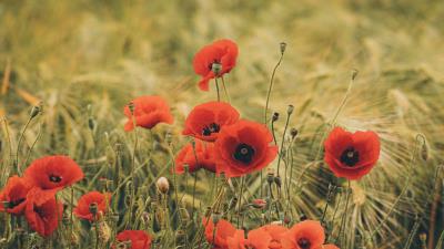 Poppies wildflowers flowers 4k wallpaper