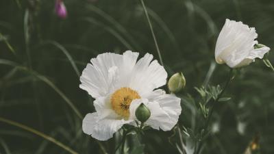 Poppy flower bloom 4k wallpaper