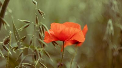 Poppy flower plant 4k wallpaper