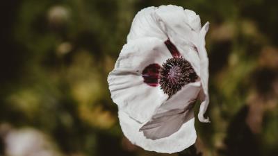 Poppy flower white 4k wallpaper
