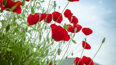 Poppy flowers flowerbed 4k wallpaper