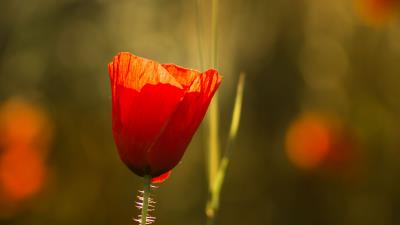 Poppy flowers macro 4k wallpaper