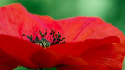 Poppy petals red 4k wallpaper