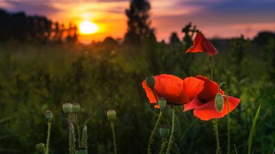 Poppy red flowers 4k wallpaper