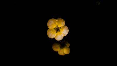 Potentilla flower macro 4k wallpaper