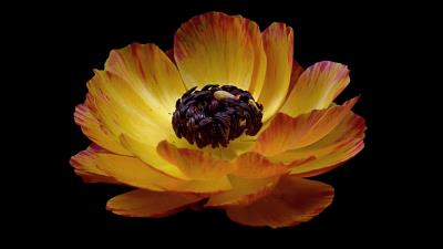 Ranunculus flower stem 4k wallpaper