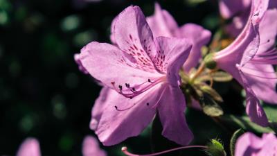 Rhododendron flower petals lilac 4k wallpaper