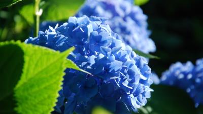 Rhododendron flowers branches petals 4k wallpaper