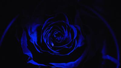 Rose blue rose petals 4k wallpaper