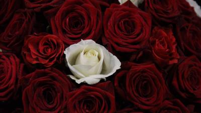 Rose bouquet buds 4k wallpaper