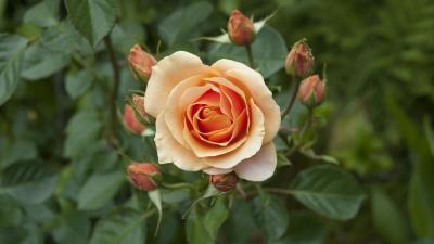 Rose branch bud petals 4k wallpaper