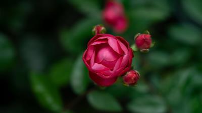 Rose bud blur 4k wallpaper