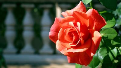 Rose bud branch 4k wallpaper