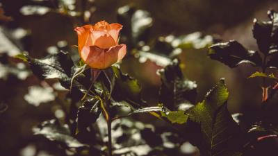 Rose bud bush 4k wallpaper