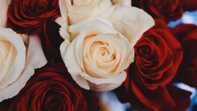 Rose bud flower petals 4k wallpaper