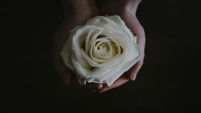 Rose bud hands flower white 4k wallpaper