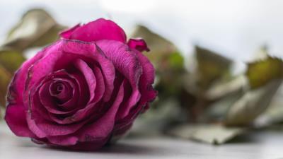 Rose bud petals close up photo 4k wallpaper