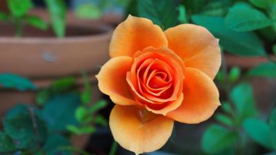 Rose bud petals close up 4k wallpaper