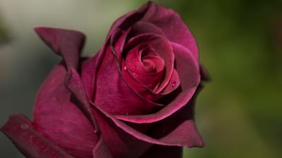 Rose bud petals drops 4k wallpaper