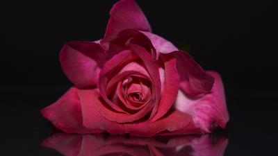 Rose bud petals image 4k wallpaper