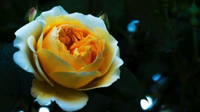 Rose bud petals white yellow 4k wallpaper