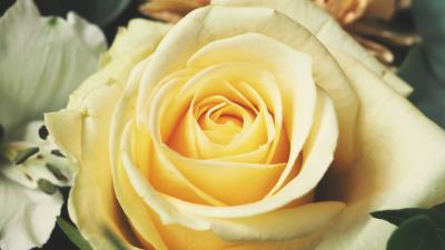 Rose bud petals yellow 4k wallpaper