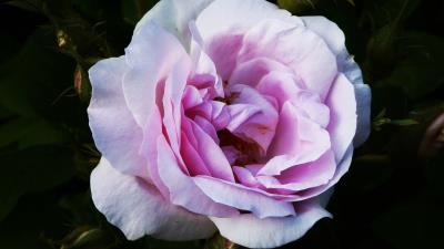 Rose bud petals 4k wallpaper