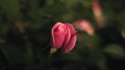 Rose bud pink blur 4k wallpaper