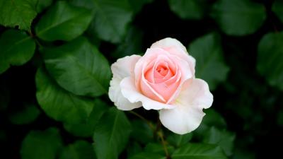 Rose bud pink bush 4k wallpaper