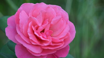 Rose bud pink petals 4k wallpaper