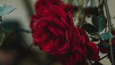 Rose bud red image 4k wallpaper