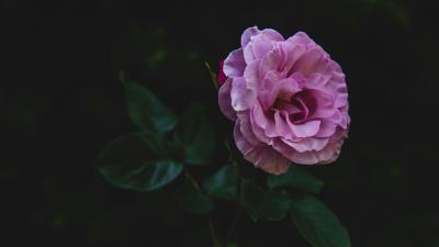 Rose bud stem image 4k wallpaper