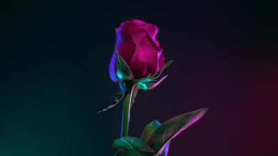 Rose bud stem 4k wallpaper