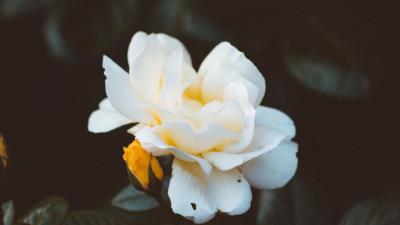 Rose bud white 4k wallpaper