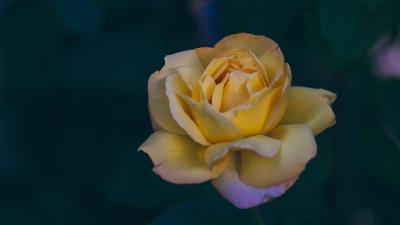 Rose bud yellow petals 4k wallpaper