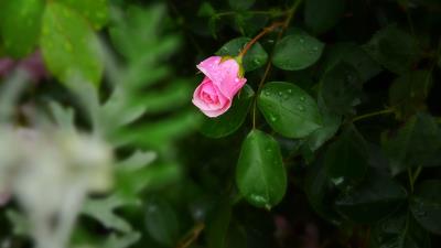 Rose bush flower bud drops 4k wallpaper