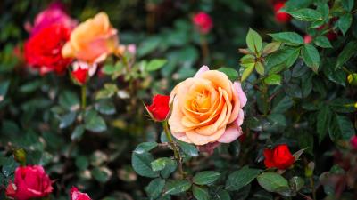 Rose bush flower petals 4k wallpaper
