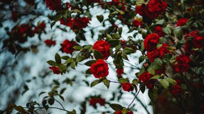 Rose bush flowering 4k wallpaper