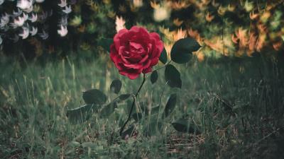 Rose bush glare grass 4k wallpaper