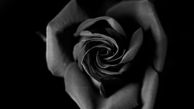 Rose bw bud 4k wallpaper