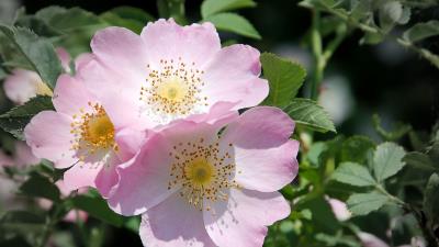 Rose flower branch 4k wallpaper