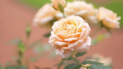 Rose flower bud close up blurred 4k wallpaper