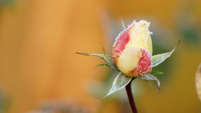 Rose flower bud frost 4k wallpaper
