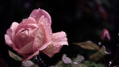 Rose flower bud leaf drops rai 4k wallpaper